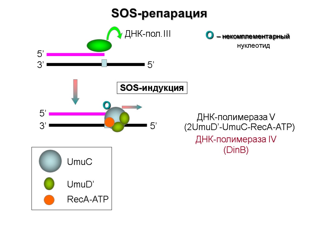 SOS-репарация 3’ 5’ 5’ О SOS-индукция О – некомплементарный нуклеотид ДНК-полимераза V (2UmuD’-UmuC-RecA-ATP) ДНК-полимераза